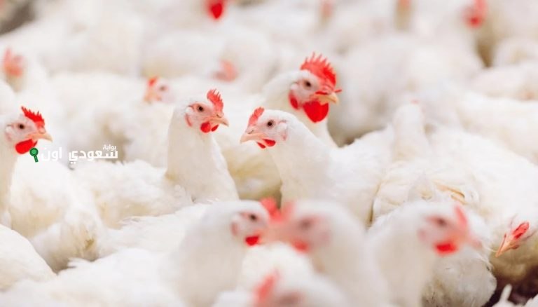 مفاجأة كبيرة في أسعار الفراخ اليوم الخميس 15 مايو 2025