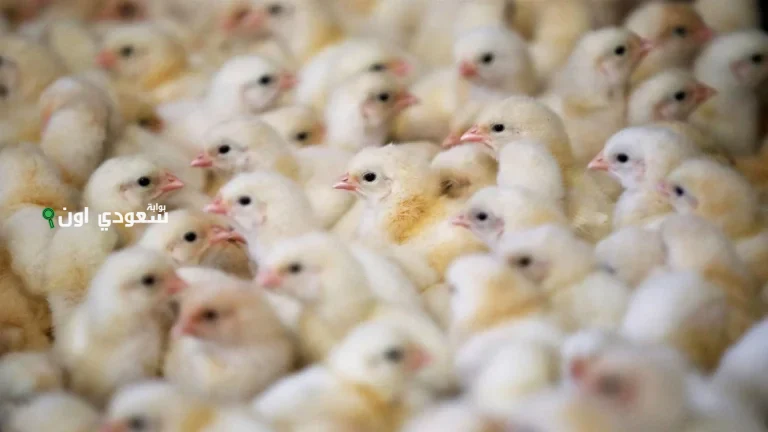 مفاجأة مرعبة.. سعر الكتاكيت اليوم السبت 17 مايو 2025 يُربك المزارع في جميع المحافظات