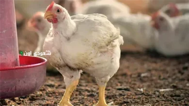 مفاجأة نارية.. سعر الدواجن اليوم السبت 17 مايو 2025 يُربك السوق وسط صدمة شعبية