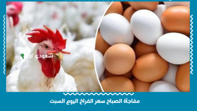 مفاجأة الصباح سعر الفراخ اليوم السبت