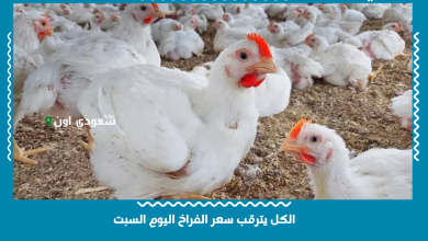 الكل يترقب سعر الفراخ اليوم السبت