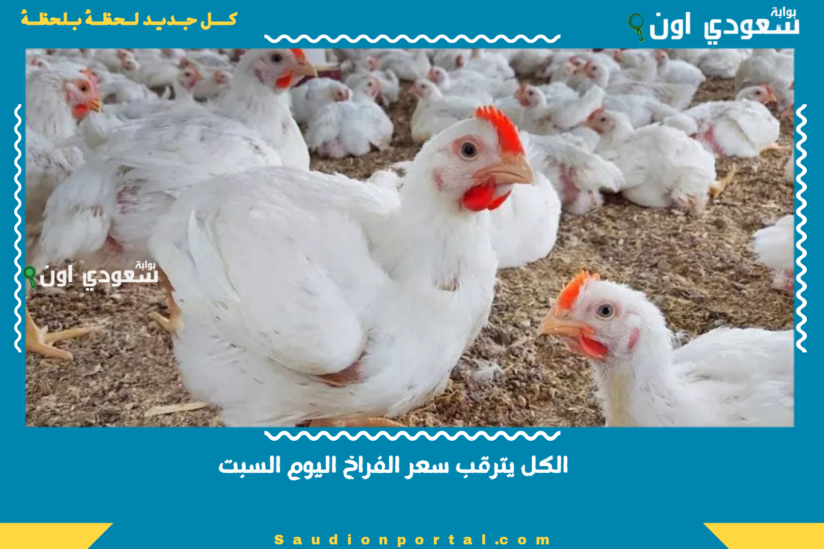 الكل يترقب سعر الفراخ