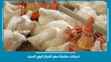 تحركات مفاجئة سعر الفراخ اليوم السبت