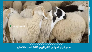 سعر كيلو الخرفان قائم اليوم 2025 السبت 31 مايو