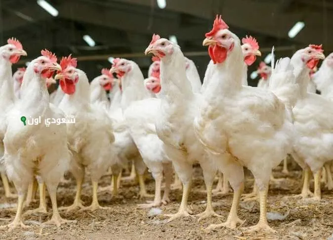 هبوط قوي.. سعر الدواجن اليوم السبت 17 مايو 2025 يُسعد الأسر ويُخفض التكلفة