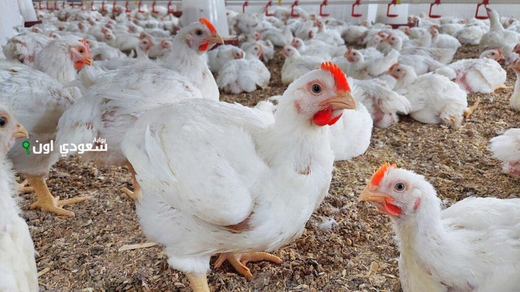 أسباب تغيرات سعر الفراخ البيضاء اليوم