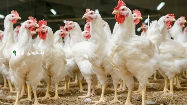أسعار الدواجن اليوم في مصر الأحد 15 يونيو 2025