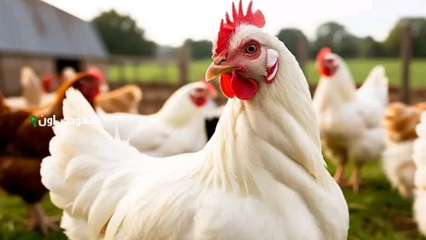أسعار الدواجن في مصر اليوم