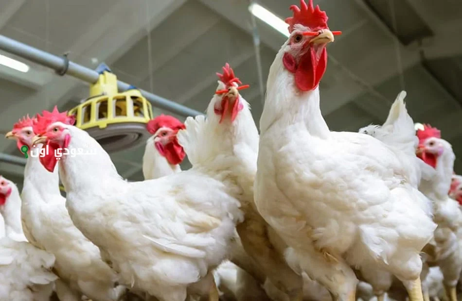 سعر كيلو الفراخ البيضاء اليوم الإثنين