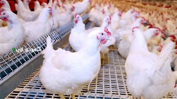 أسعار الفراخ البيضاء اليوم الخميس 26 يونيو 2025