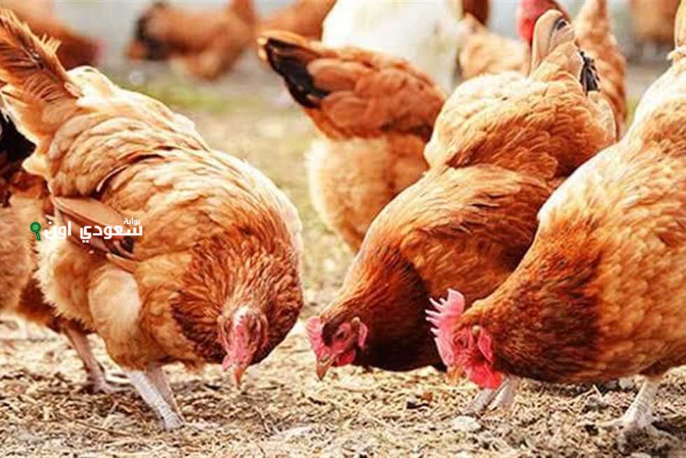  أسعار الفراخ البيضاء والساسو 