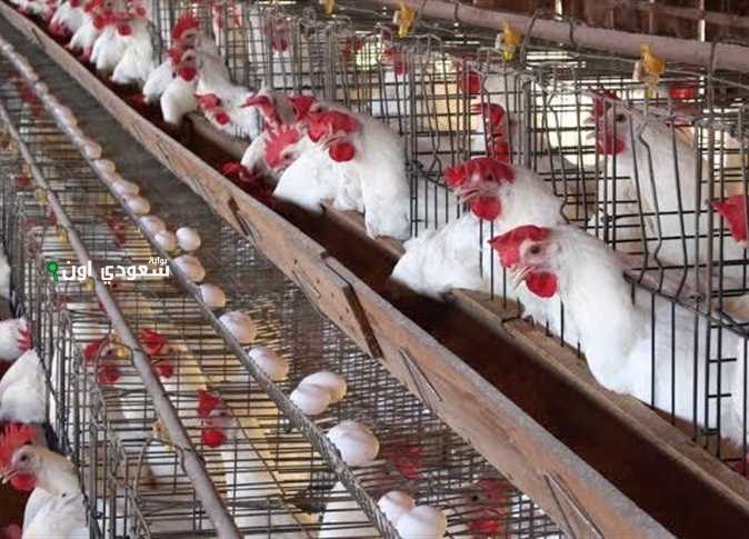 أسعار الفراخ اليوم الثلاثاء 17 يونيو سعر كيلو الفراخ البيضاء والساسو والبلدي
