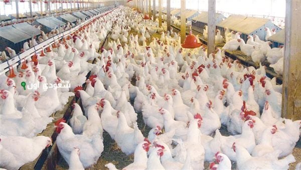 أسعار الفراخ والكتاكيت اليوم الأحد 15-6-2025 متابعة لحظية لحركة السوق