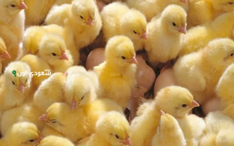 أسعار الكتاكيت اليوم في مصر