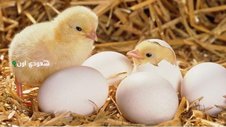 أسعار الكتاكيت اليوم