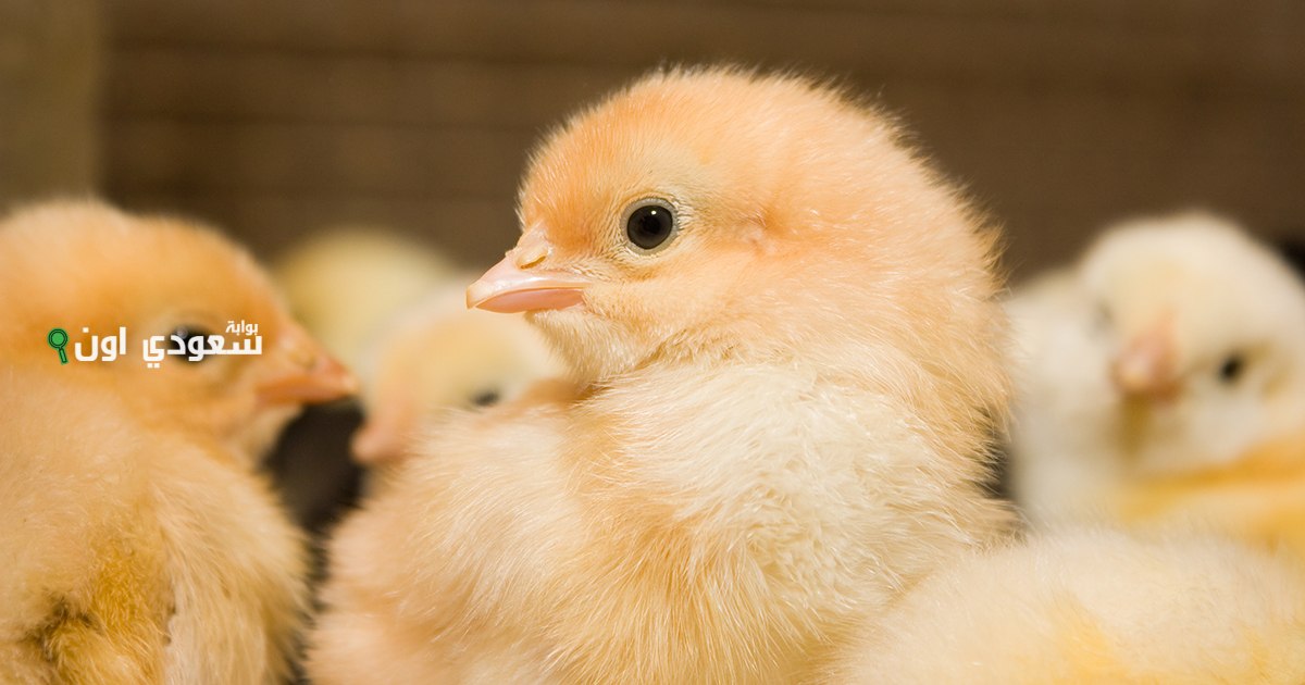 اسعار البيض والكتاكيت