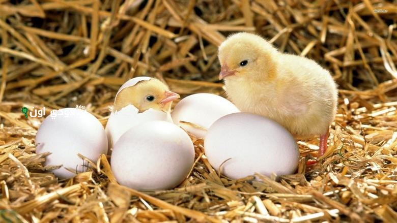 أسعار الدواجن السبت 14 يونيو