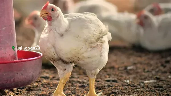اسعار الدواجن اليوم في مصر وسعر الفراخ البيضاء والبلدي لحظه بلحظه