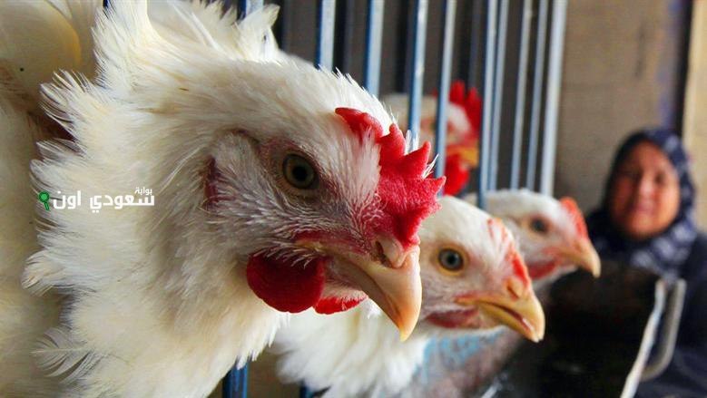 بورصة الدواجن المصرية اليوم 23-6-2025 الفراخ البيضاء والبلدي والساسو