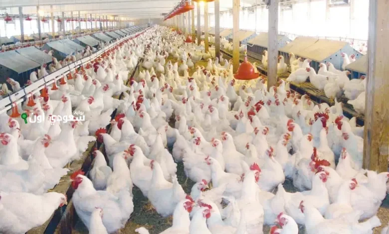 بورصة الدواجن اليوم