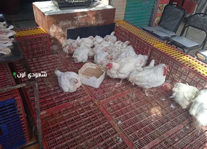 بورصة الدواجن