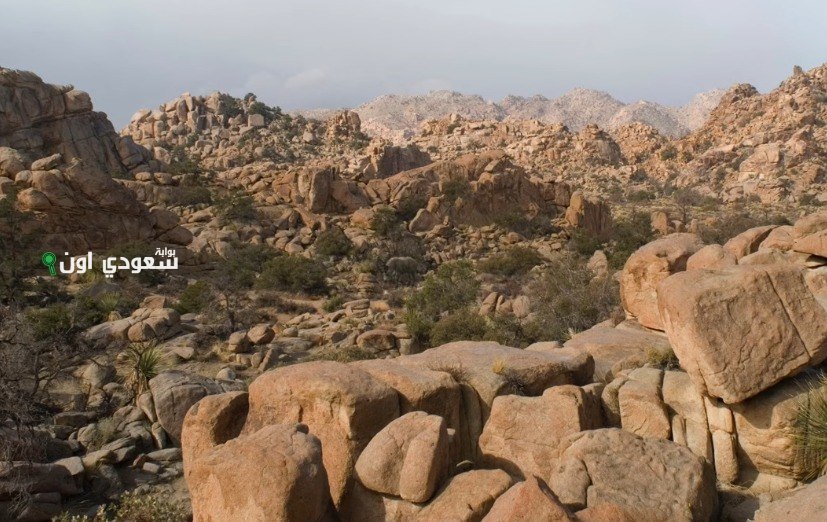 اختبار الملاحظة السريع