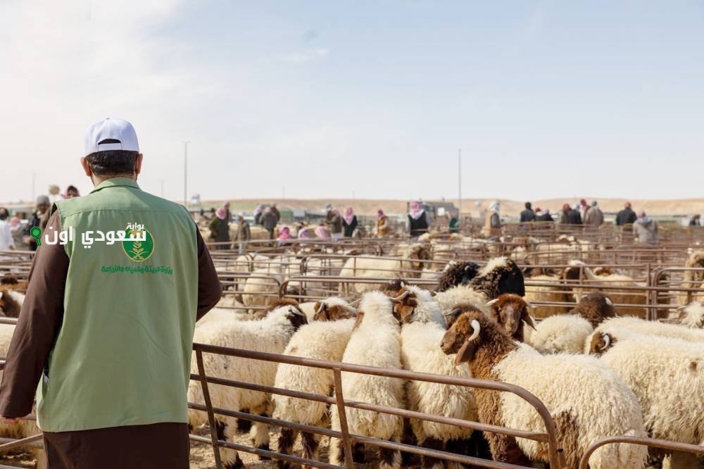 كل شي اتغير الحين والقرار رسمي.. البيع بالوزن يبدأ رسميًا في أسواق الماشية وإليكم الآلية