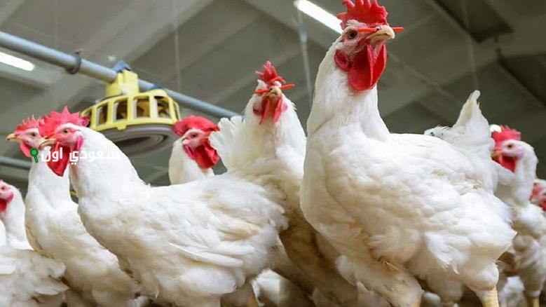 سعر الفراخ البيضاء اليوم في مصر