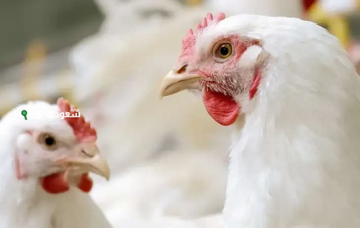 سعر الفراخ البيضاء اليوم 17-6-2025