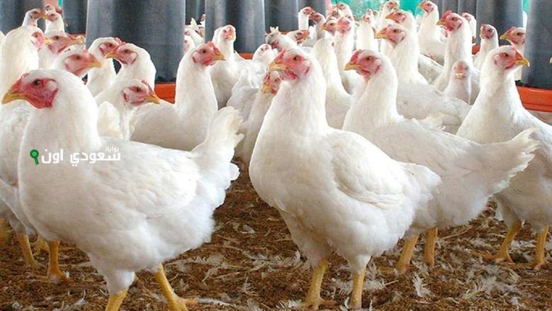 سعر الفراخ البيضاء اليوم