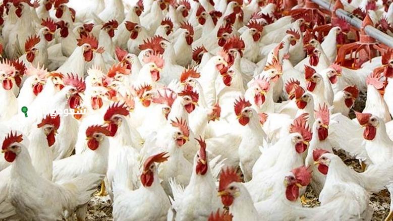 سعر الفراخ البيضا اليوم