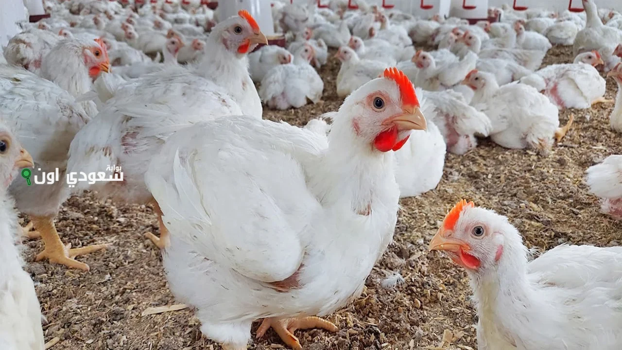سعر الفراخ النهاردة الإثنين 16 يونيو 2025 شوف كيلو الفراخ البيضاء والساسو