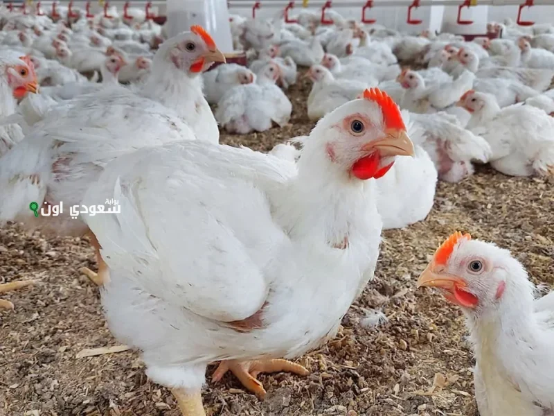 سعر الفراخ اليوم