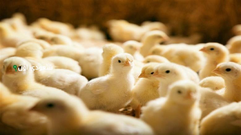  سعر الكتكوت الأبيض النهاردة الأربعاء 18 يونيو 2025 