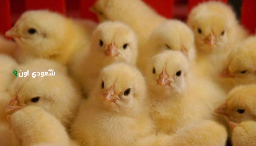 سعر الكتكوت الأبيض اليوم الثلاثاء 17 يونيو 2025 الكتكوت الأبيض اليوم