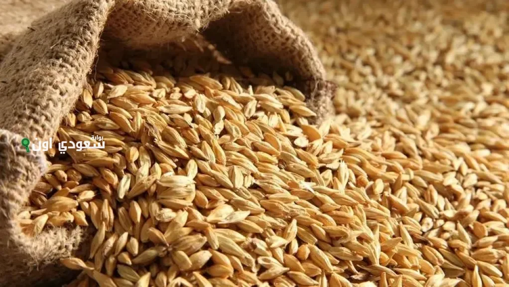 سعر طن السكر والرز والشعير اليوم الاحد 22 يونيو في مصر