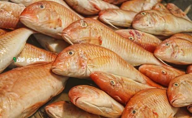 سعر كيلو السمك البلطي والمكرونة والبوري في مصر اليوم الخميس 19 يونيو