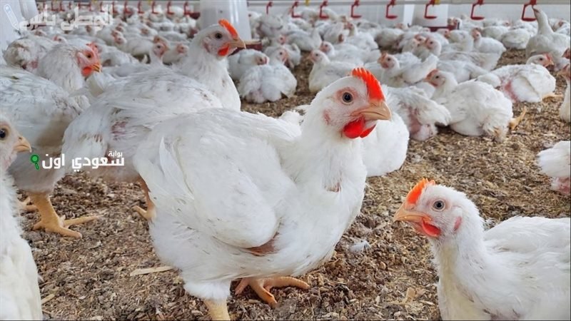 سعر كيلو الفراخ الساسو اليوم حسب تحديث أسعار بورصة الدواجن والمزارع