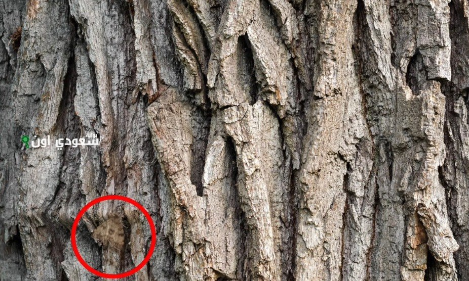 ألغاز الحيوانات المختفية