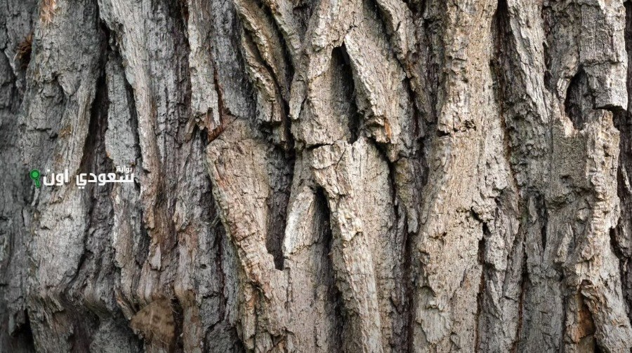 ألعاب الذكاء البصري