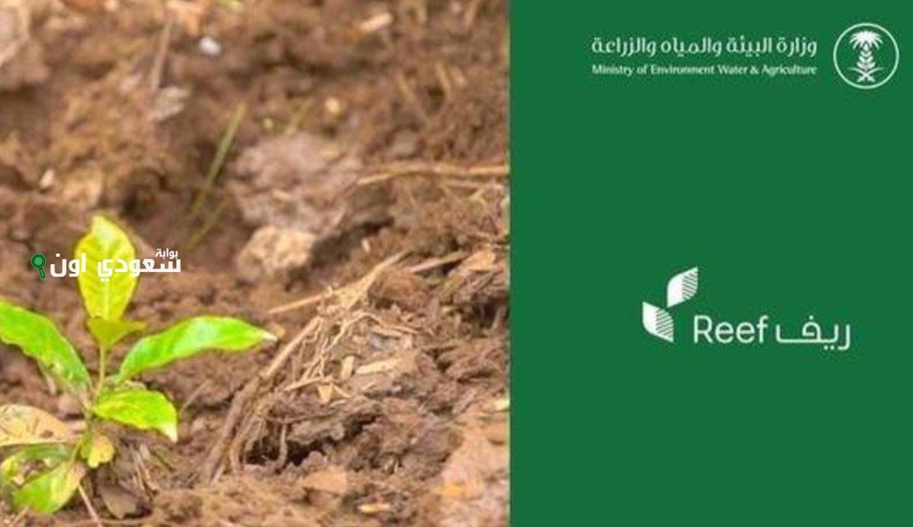 موعد صرف دعم ريف هذا الشهر 2025