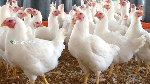 أسعار الفراخ اليوم