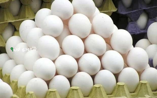 أسعار كرتونة البيض اليوم 