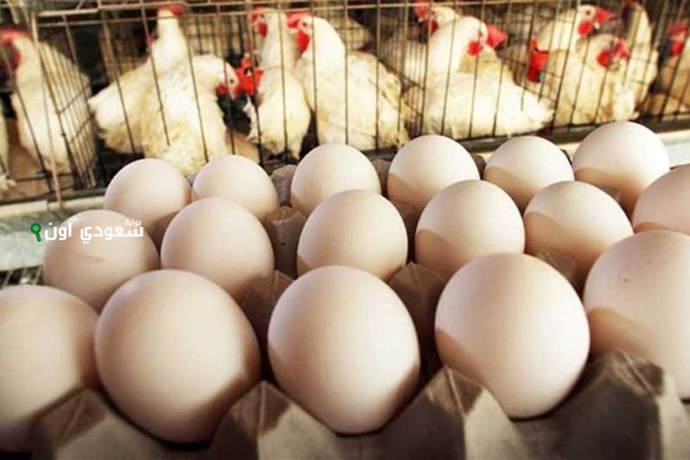 سعر كرتونة البيض اليوم