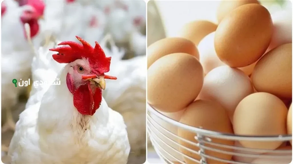 اسعار بورصة الدواجن اليوم الأحد