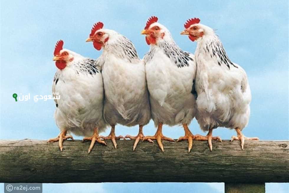 بورصة الدواجن