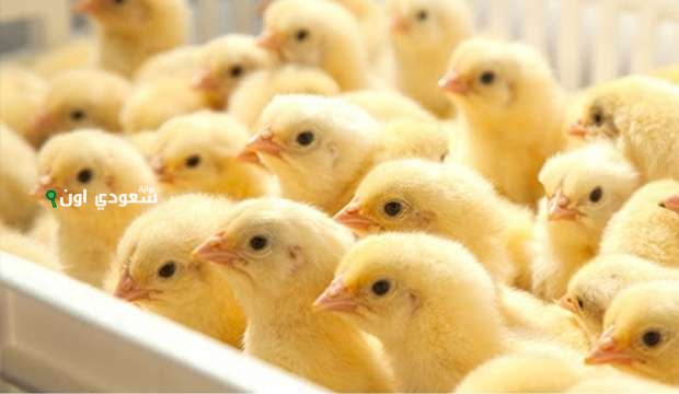 أسعار الدواجن اليوم في مصر