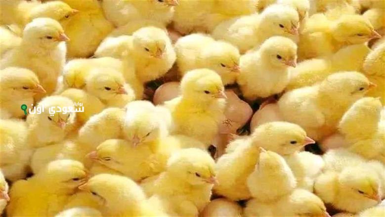 أسعار الكتاكيت اليوم في مصر