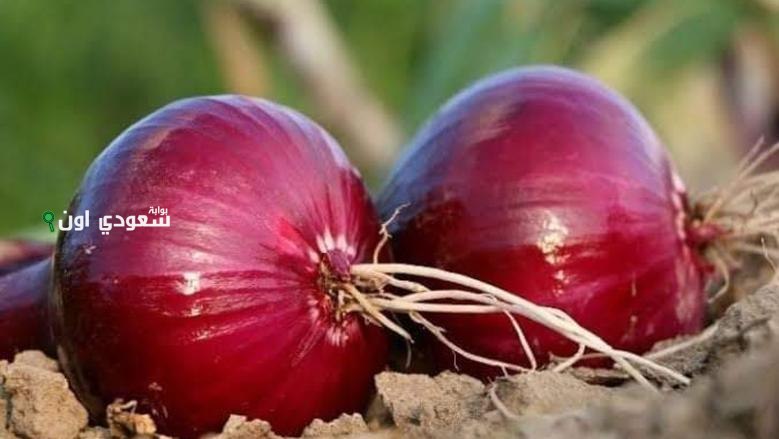 أسعار البصل اليوم