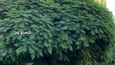 الأشجار المزروعة